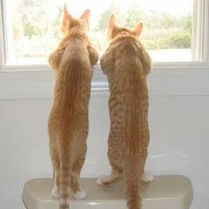 Chats Curieux à la Fenêtre