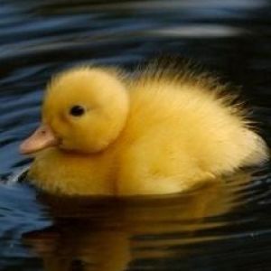 Mignon Caneton Jaune