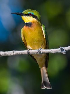 Oiseau Coloré sur une Branche