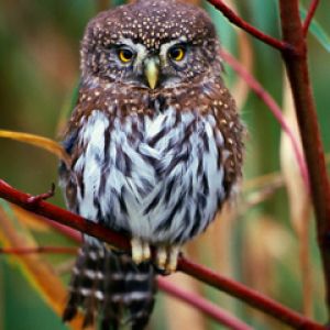 Hibou mignon sur une branche