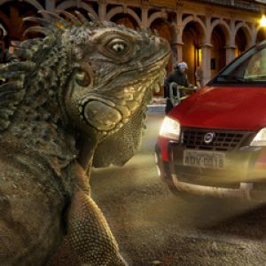 Iguane Géant et Voiture