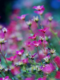 Fleurs Roses Vibrantes