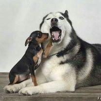 Chiens Mignons Jouant Ensemble