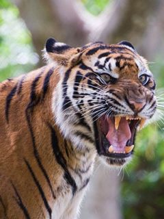 Tigre Majestueux Rugissant