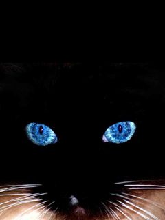 Yeux de Chat Mystiques