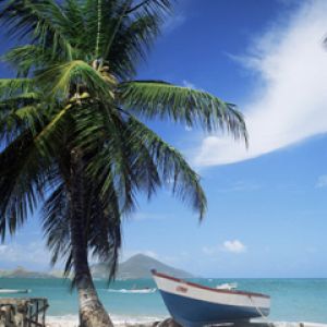 Plage Tropicale avec Palmier