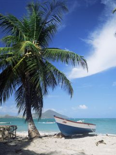 Plage Tropicale avec Palmier