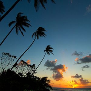 Coucher de Soleil Tropical avec Palmiers