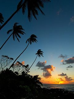 Coucher de Soleil Tropical avec Palmiers