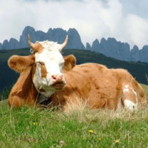 Vache Détendue dans la Nature