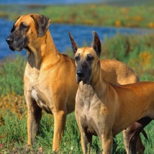 Grands Danois dans la Nature