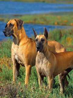 Grands Danois dans la Nature