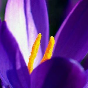 Fleur Violette Vibrante