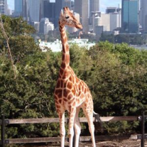 Girafe dans un paysage urbain