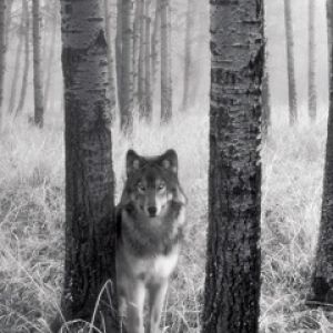 Loup dans la Forêt Brumeuse