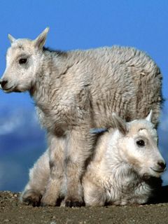 Bébés Chèvres de Montagne Adorables