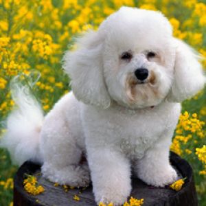 Bichon Frisé Mignon dans les Fleurs