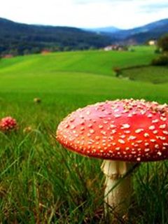 Champignon Rouge Vibrant dans la Nature