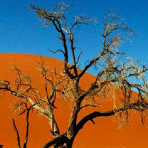 Paysage d'Arbre du Désert