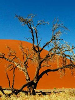Paysage d'Arbre du Désert