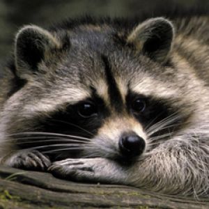 Raton Laveur Mignon Fond d'Écran
