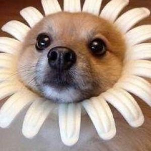 Chien mignon avec couronne de fleurs