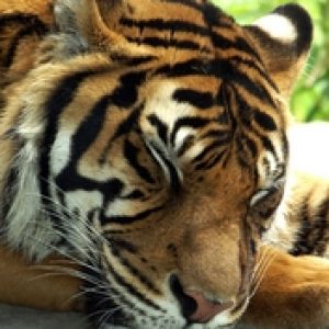 Tigre Majestueux en Gros Plan