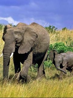 Éléphants dans la Nature