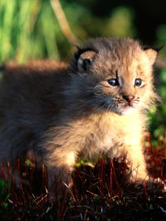 Mignon Petit Lynx