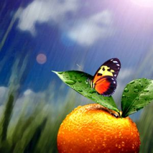 Papillon sur Orange
