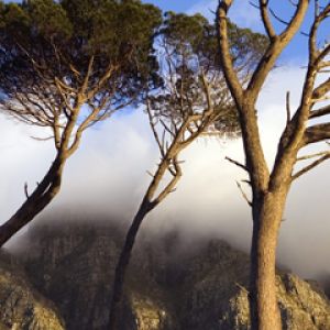 Arbres Majestueux de Montagne