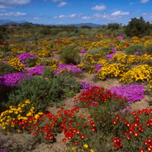 Champ de Fleurs Vives