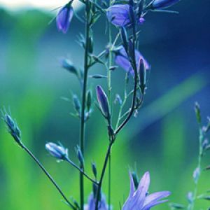 Fleurs Sauvages Violettes dans la Nature
