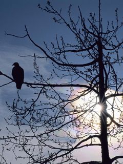 Silhouette d'un Oiseau au Coucher de Soleil