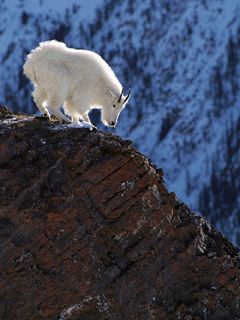Chèvre de Montagne sur le Bord Rocheux