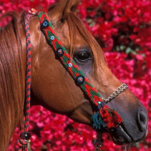 Beau cheval avec fond floral
