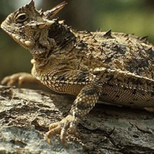 Gros Plan de Lézard Cornu