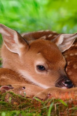 Bambi Mignon