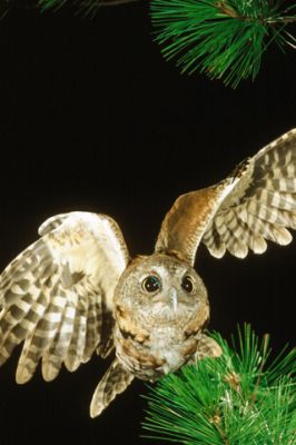 Hibou Majestueux en Vol
