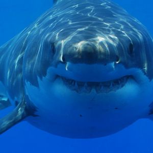 Grand Requin Blanc Sous l'Eau