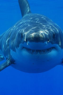 Grand Requin Blanc Sous l'Eau