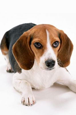 Chiot Beagle Adorable
