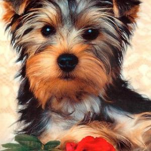 Yorkshire Terrier Mignon avec Rose