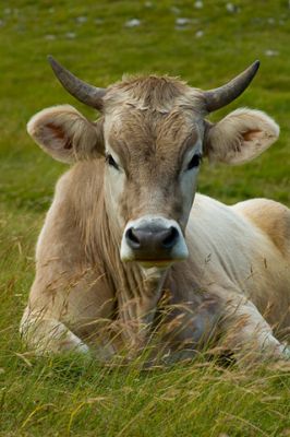 Vache calme dans un pré vert