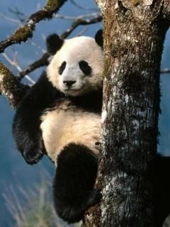 Panda Mignon dans l'Arbre