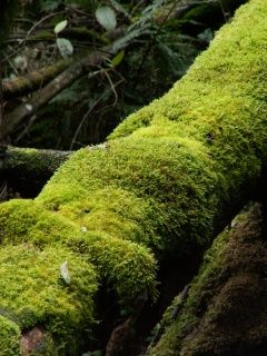 Mousse Verte sur un Arbre