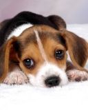 Chiot Beagle Mignon