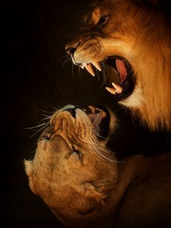 Lions Majestueux Rugissant Ensemble