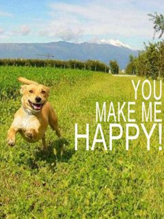 Chien Heureux Courant
