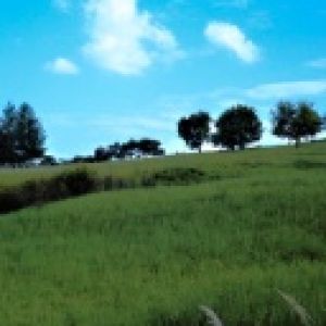 Paysage Vert Serein